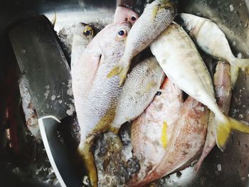 Directly above shot of fishes in sink