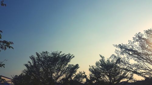 Low angle view of trees against clear blue sky