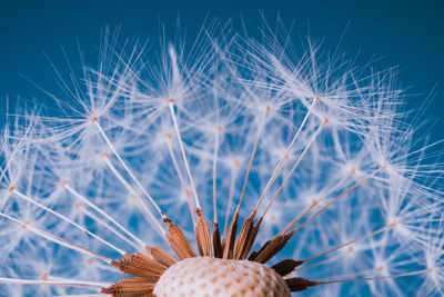 Close-up of faded dandelion against blue background