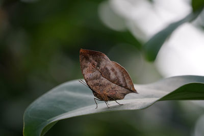 Close-up of butterfly on plant