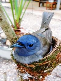 Close-up of a bird