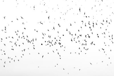 Flock of birds flying in the sky