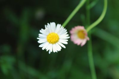 Close-up of yellow flower blooming outdoors