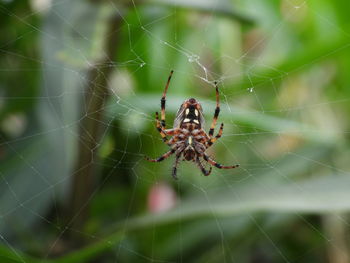 Close-up of spider on web