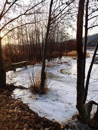 Bare trees in forest during winter