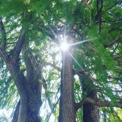 Low angle view of trees in forest