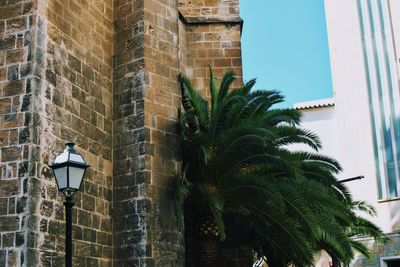 Low angle view of palm tree against building