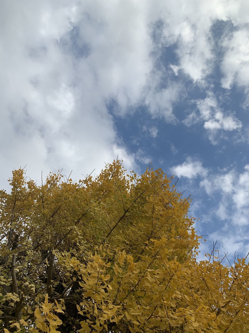 LOW ANGLE VIEW OF TREE AGAINST SKY