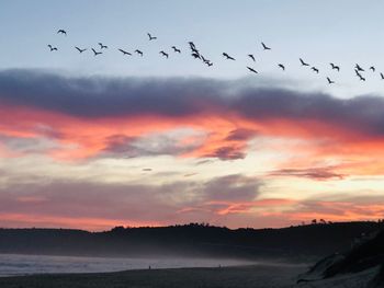 Flock of birds flying in sky during sunset