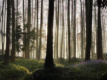 Trees in forest