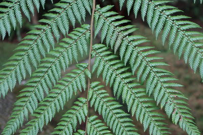 Close-up of fern