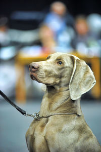 Close-up of a dog looking away