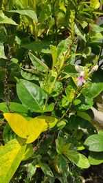 Close-up of green leaves on plant