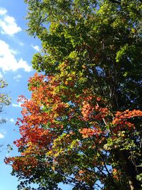 Low angle view of tree against sky