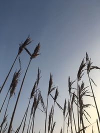 Low angle view of stalks against clear sky