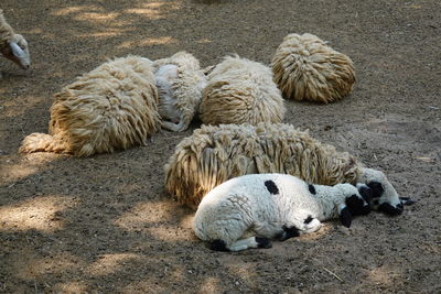High angle view of sheep sleeping on field