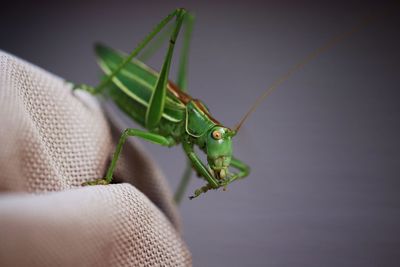 Close-up of insect on fabric