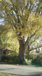 Trees against sky