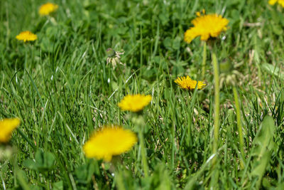 Close-up of yellow flowering plants on field