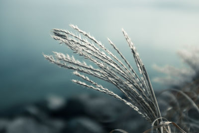 Close-up of plant against blurred background