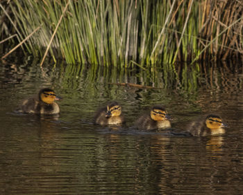 Ducks swimming in lake