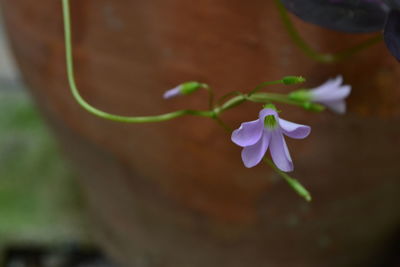 Close-up of plant