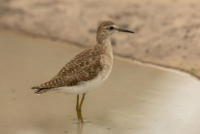 Close-up of bird perching on a land
