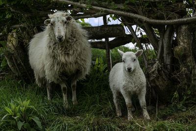 Sheep standing in a field