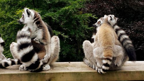 Cats sitting on wood against trees