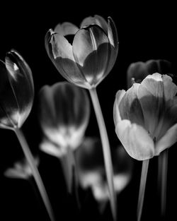 Close-up of tulips