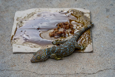 High angle view of crab on ground