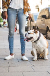Low section of woman in jeans standing with english bulldog on sidewalk at city