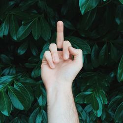 Close-up of cropped hand holding plant