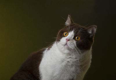 Cute british shorthair cat kitten isolated on dark background