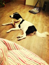 domestic animals
