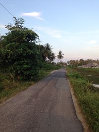 Road amidst palm trees against sky