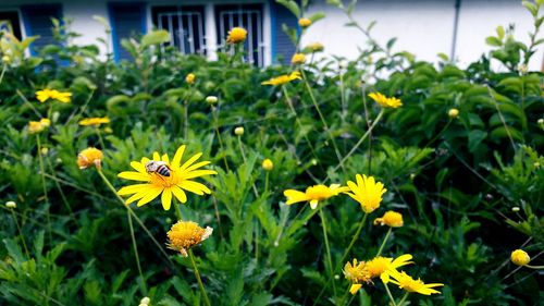 Close-up of yellow flowering plants on field