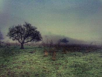 Scenic view of grassy field against sky