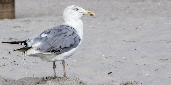 Bird perched on wall