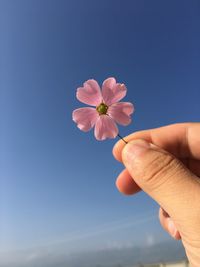 Cropped hand holding pink flower against blue sky