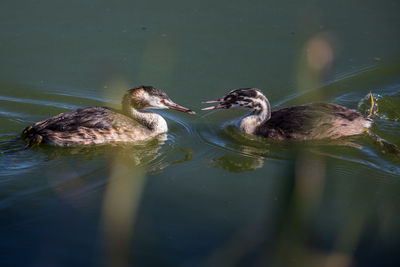 Birds swimming on lake