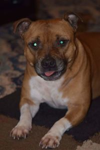 Close-up portrait of dog sitting on floor