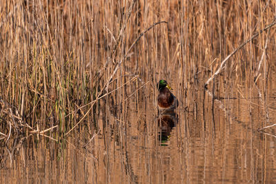 Duck in water reeds