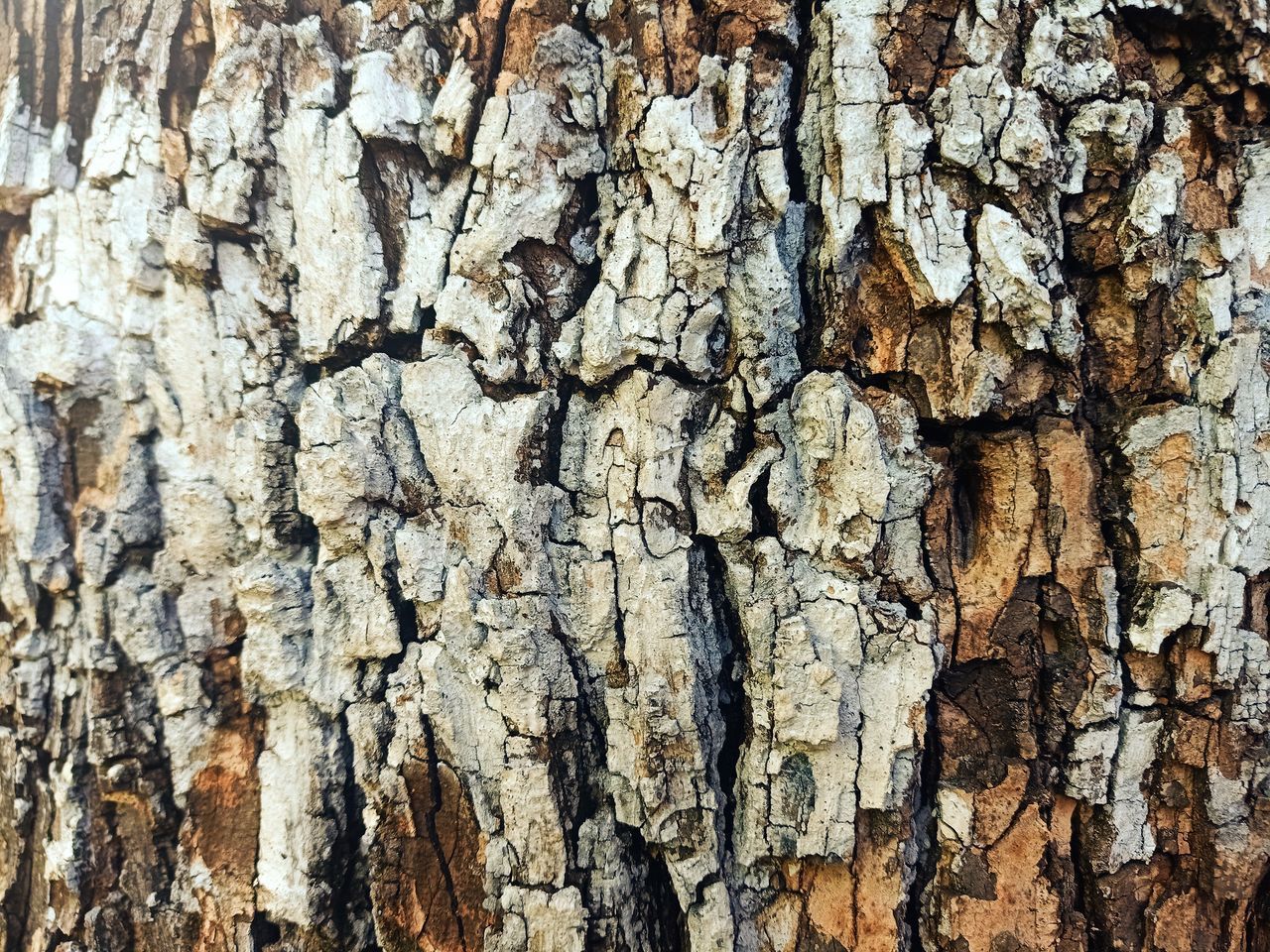 FULL FRAME SHOT OF TREE TRUNKS