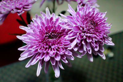 Close-up of purple flowers blooming outdoors