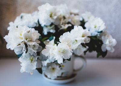 Close-up of white flowering azalea on table