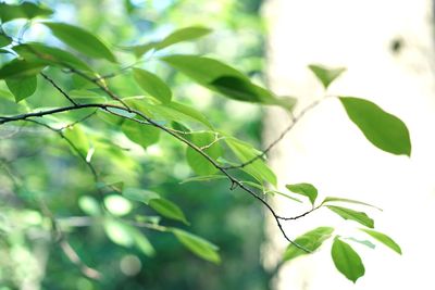 Close-up of leaves on tree