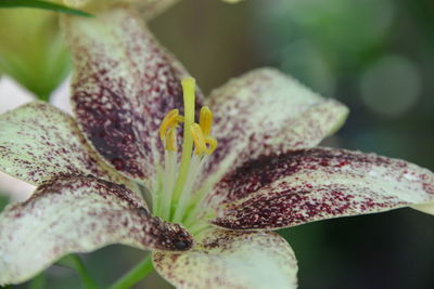 Close-up of yellow flowering plant