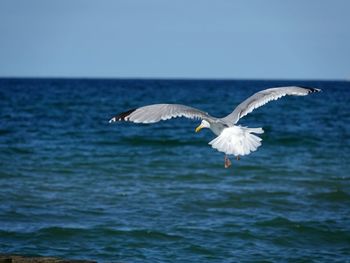 Seagull flying over sea against sky