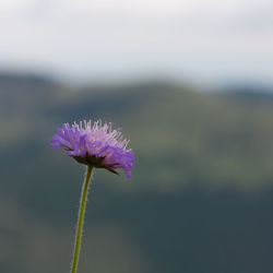 Close-up of pink flower blooming against sky